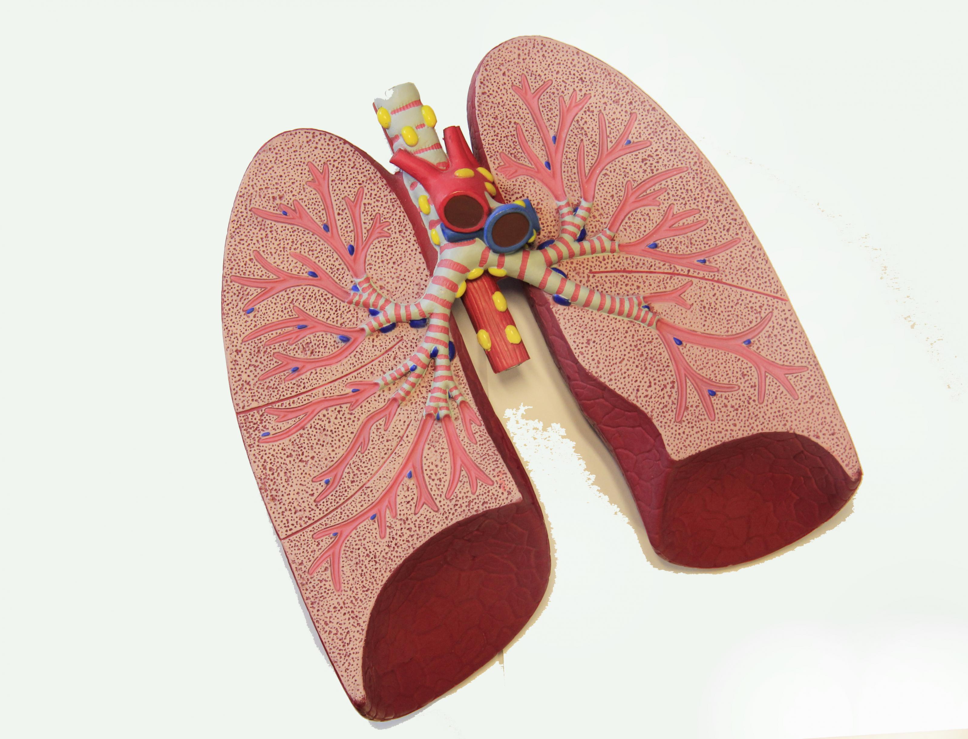 anatomisch model van longen