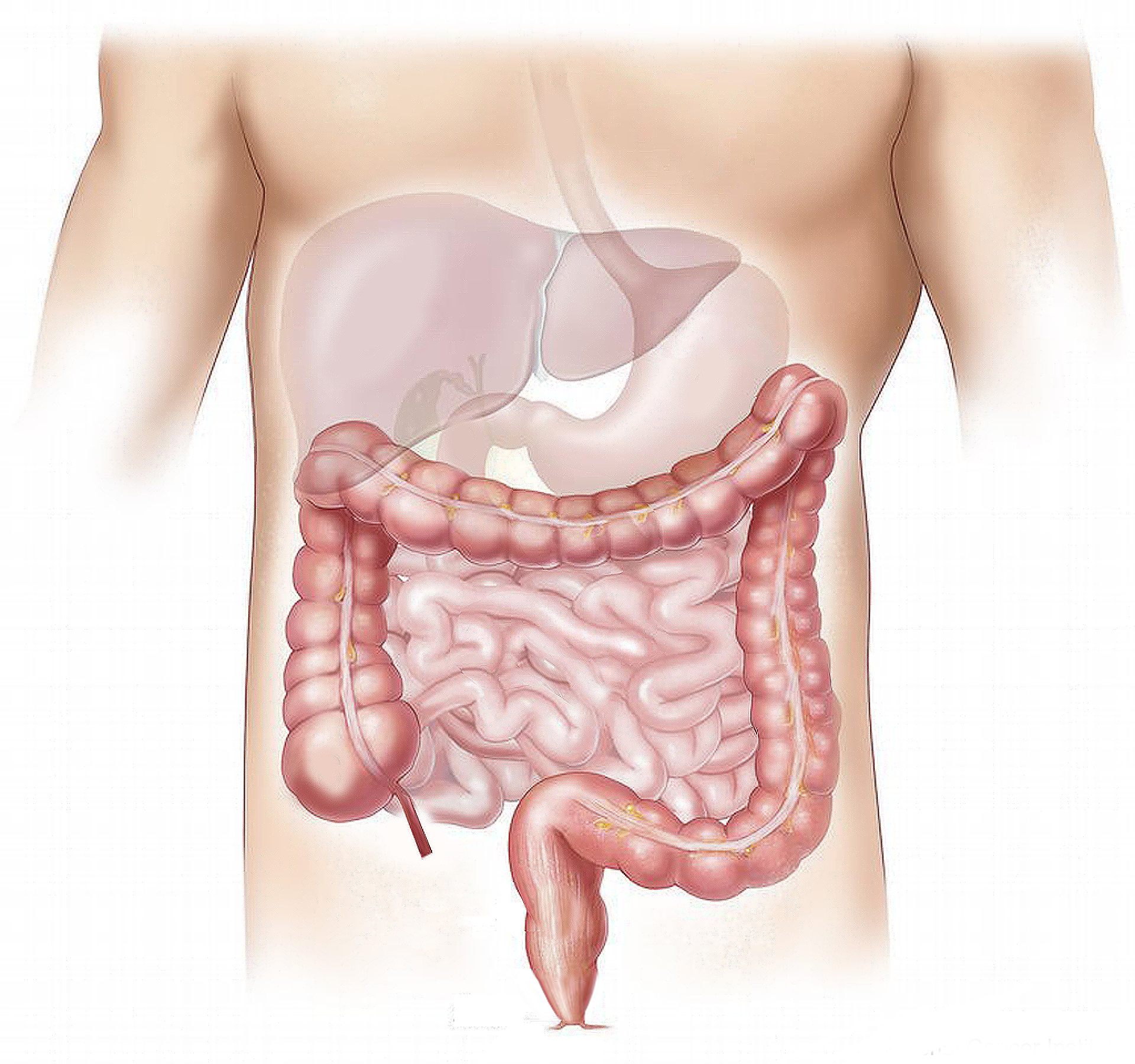 Een maag darm lever stelsel