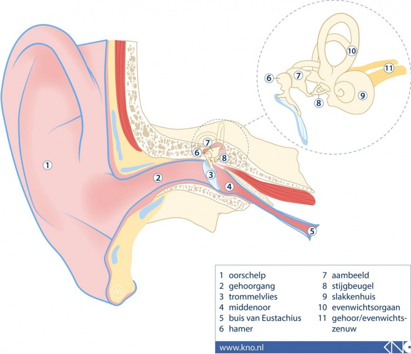 Afbeelding van oor- binnenoor