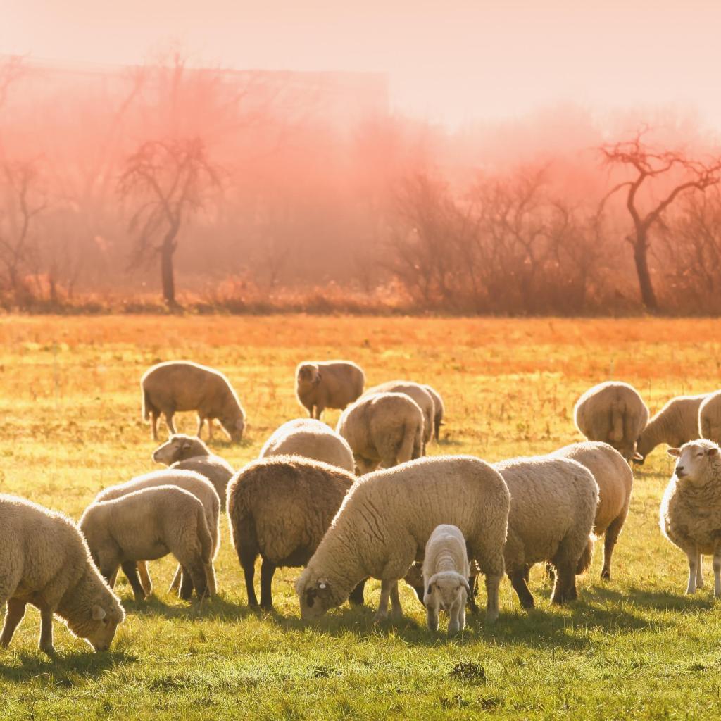 Foto van een landschap met schapen